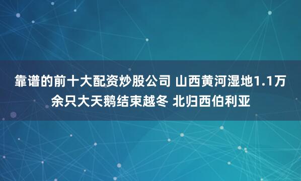 靠谱的前十大配资炒股公司 山西黄河湿地1.1万余只大天鹅结束越冬 北归西伯利亚